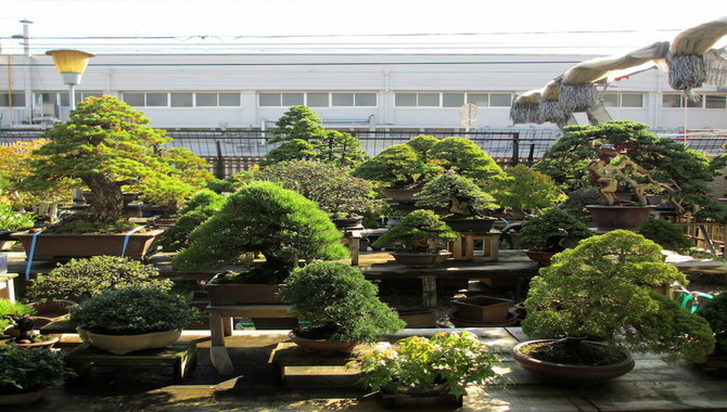 7 Tips For Beginners When Planting A Bonsai Tree