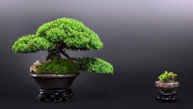 A Complete Guide To Choosing The Best Bonsai Tree For Beginners