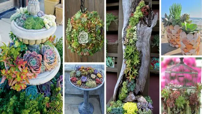 A Creative Way To Use Succulents In Small Gardens