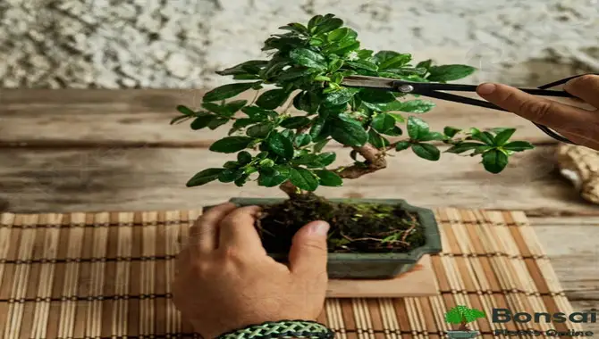 Basic Care Of A Bonsai Tree
