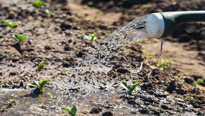 Bean Plants Are Thirsty