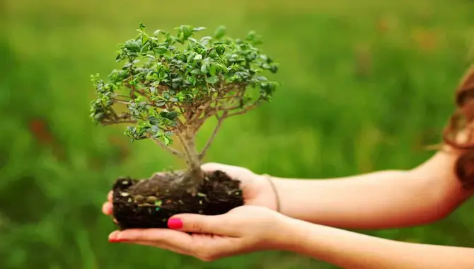 Benefits of using a bonsai soil mix