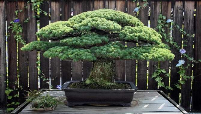 Bonsai Trees