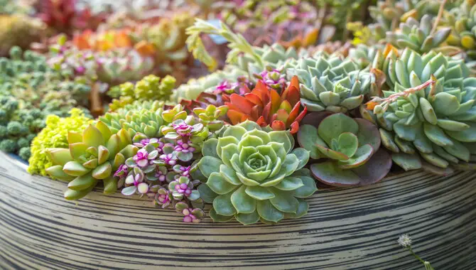 Caring for succulents indoors