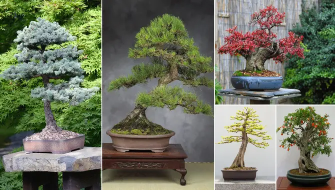 Choose The Right Bonsai Tree For You