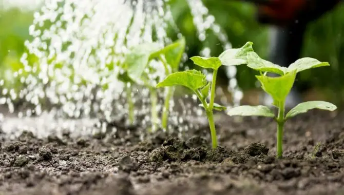 Correction Methods For Over Fertilizing Plants 