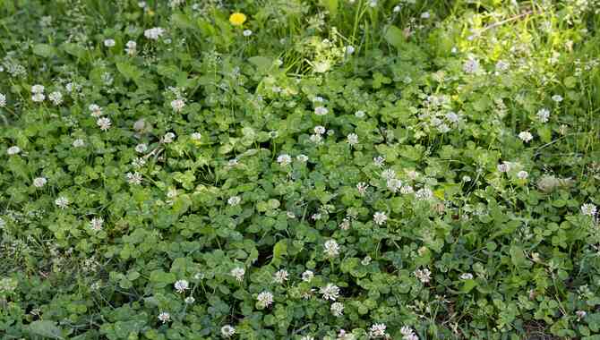 Creeping Plants