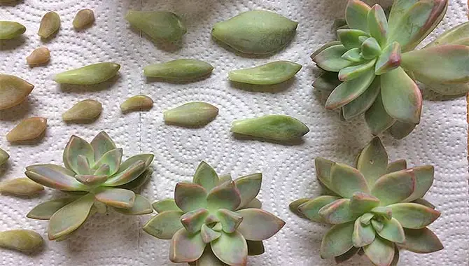 Cutting And Replanting Succulents