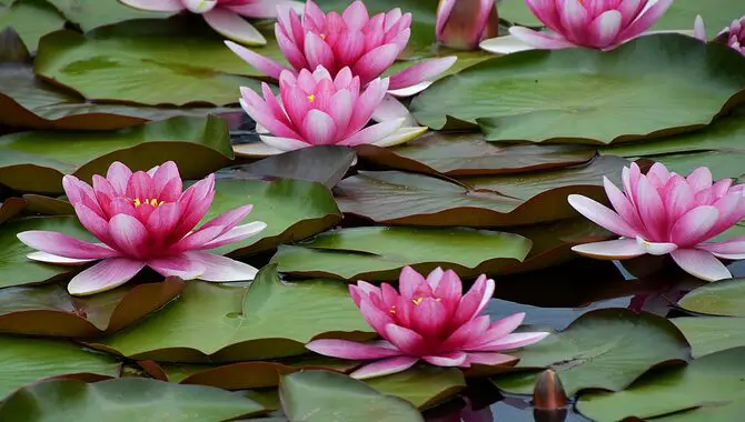 Enjoy Your Beautiful Water Lilies