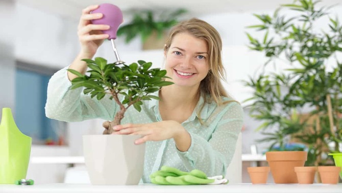 Fertilize Bonsai Trees Using A High-Nitrogen Fertilizer