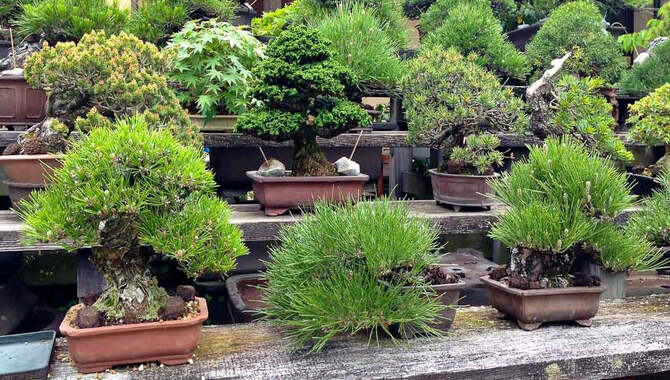 Fertilize Bonsai Trees With A Slow-Release Fertilizer