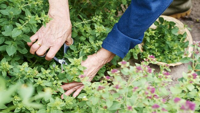 Groundcover Plants