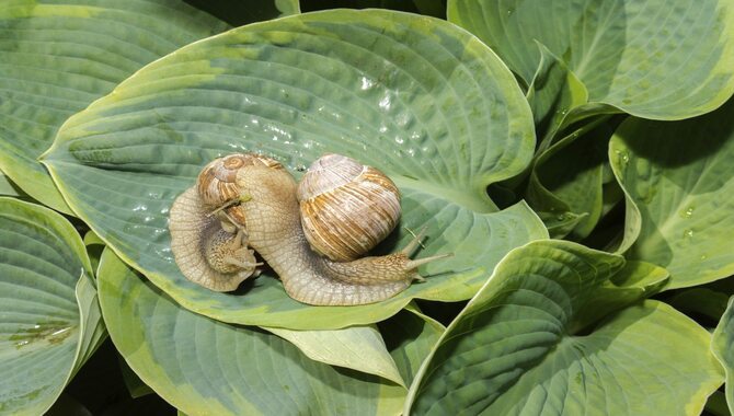 How Do You Get Rid Of Pests On Hostas