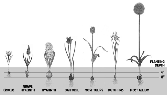 How Long Do Bulbs Take To Grow
