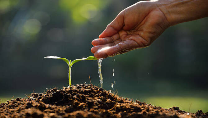 How Long Will A Bean Plant Stay Hydrated If It Gets 10 Ml Of Water Daily