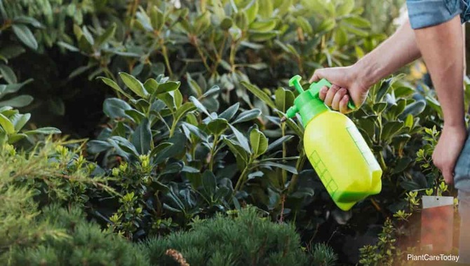 How Neem Oil Can Use To Control Mealybugs On Hostas