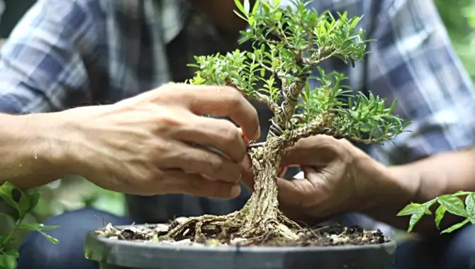 How To Care For Your Bonsai Tree