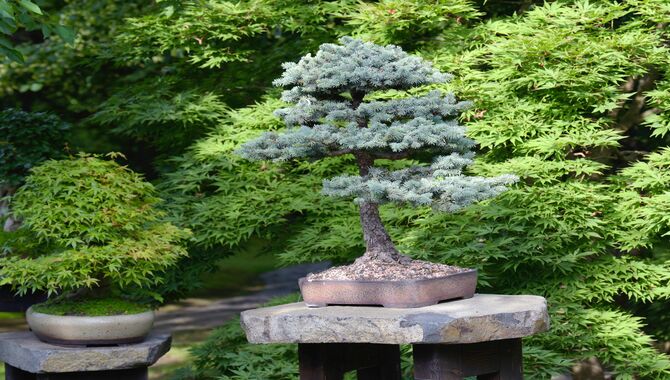 How To Choose The Right Bonsai Tree For You