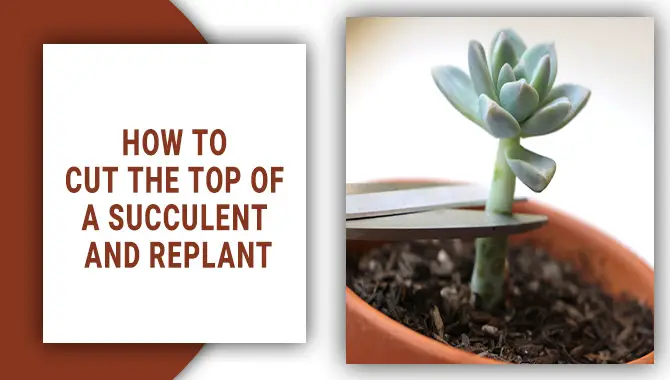 How To Cut The Top Of A Succulent And Replant