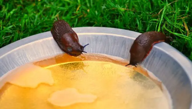 How To Get Rid Of Slugs