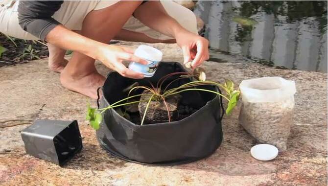How To Grow Water Lilies In A Bowl Step By Step