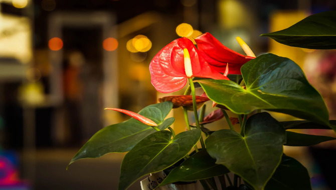 How To Maintain A Humid Environment For Your Indoor Anthurium