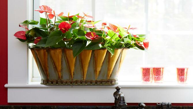 How To Provide Bright Indirect Light To Your Indoor Anthurium