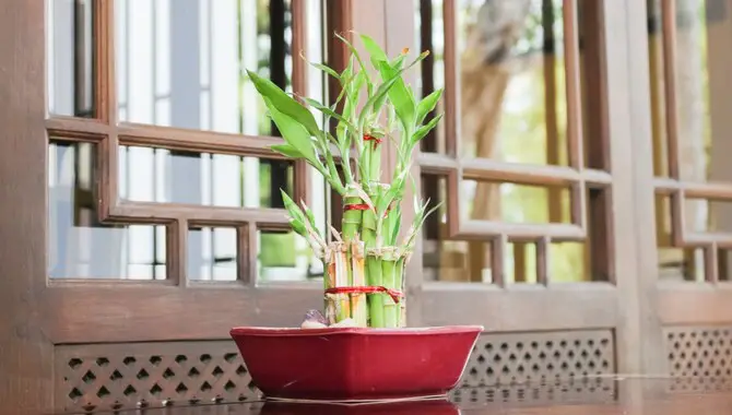 How to take care of bamboo sticks indoors as a low-Maintenance Plant Option