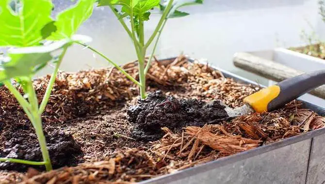 How to use vermicompost in the garden