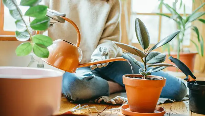 How to water low-maintenance indoor plants effectively