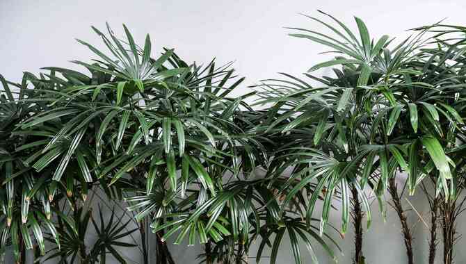 Lady palm, Trism es spp