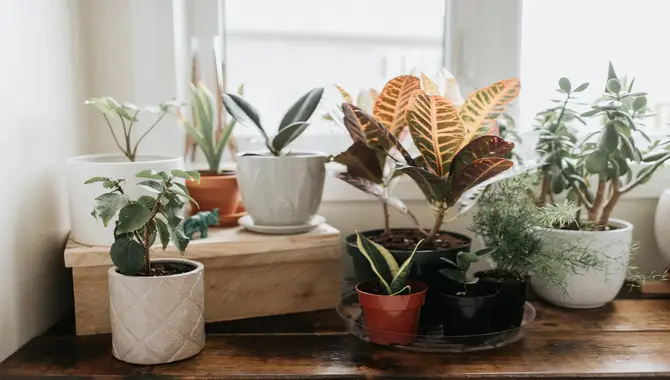 Low-maintenance indoor plants for beginners
