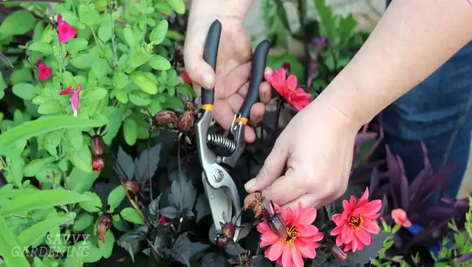 Maintenance tips for container gardens