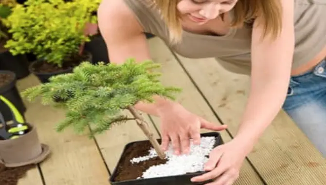 Make A Bonsai Tree Details At Home