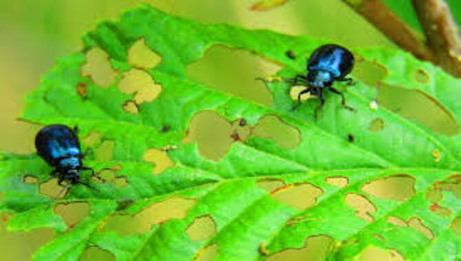 Natural Ways To Get Rid Of Pests