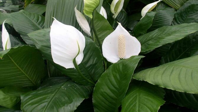 Peace lily (Spathiphyllum pinnatum)