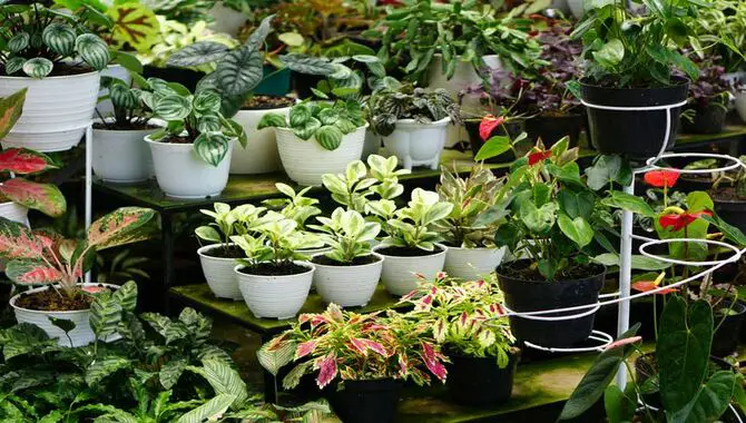 Plant In Containers To Save Space