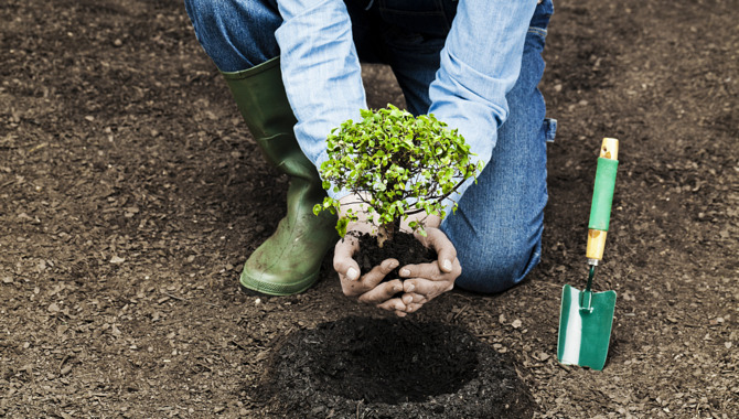 Plant Your Tree In The Soil