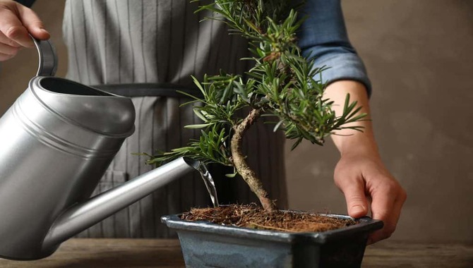 Planting The Tree