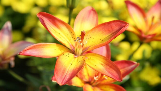 Planting Your Lily Seeds