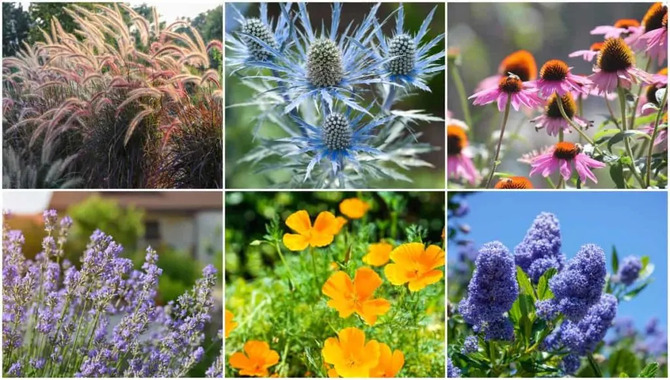 Popular Drought Tolerant Plants