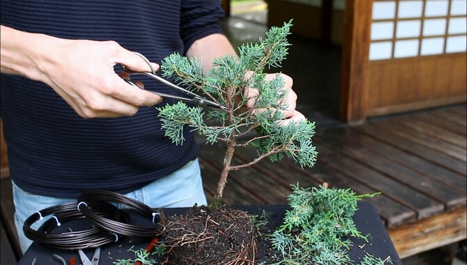 Prepare The Tree For Bonsai