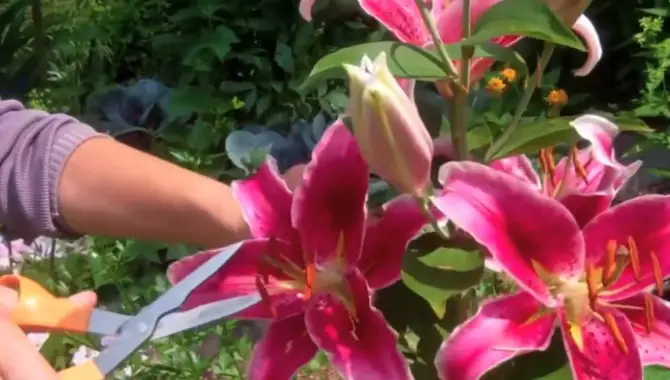 Prune Your Lilies Appropriately