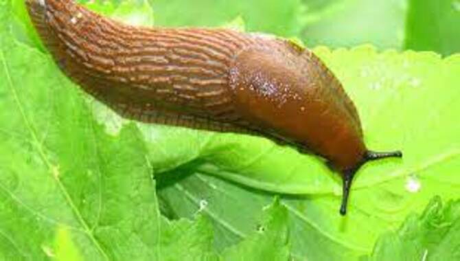 Slug lifecycle