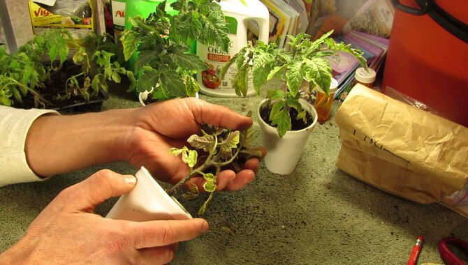 Solutions To Fixing Over-Fertilized Plants 