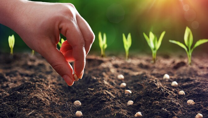 Sow The Seed
