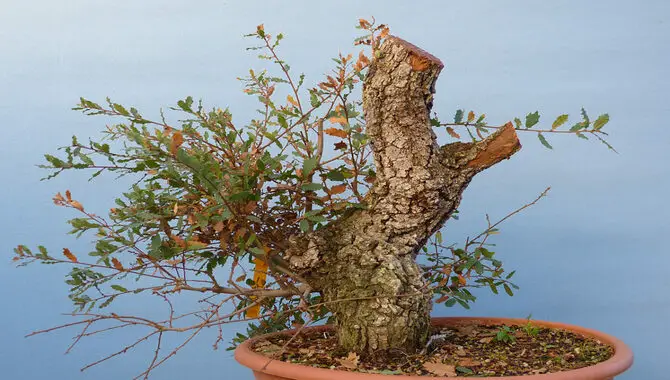 Steps In Making Bonsai From A Collected Tree