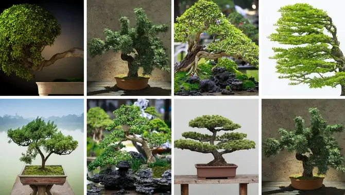 The Different Types Of Bonsai Trees