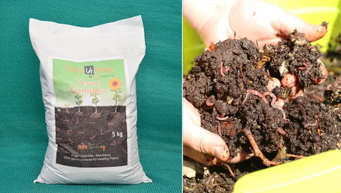 The Process Of Vermicomposting
