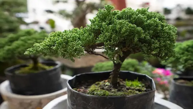 The Requirements For Planting A Bonsai Tree